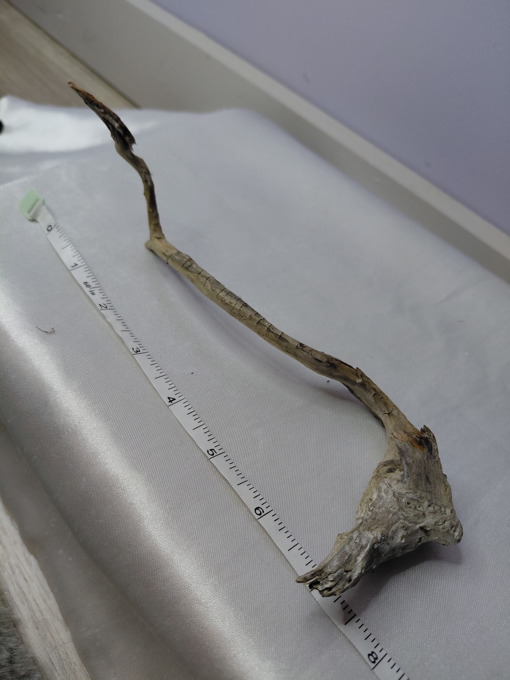 CRAFT Natural Driftwood Decorative Branches - Picture 6 of 10